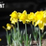 Weekend Fun, February 28 – March 2