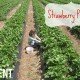 Strawberry Picking
